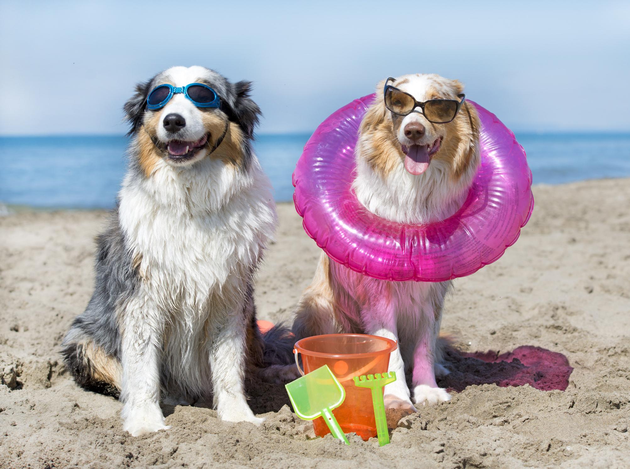 dogs on beach