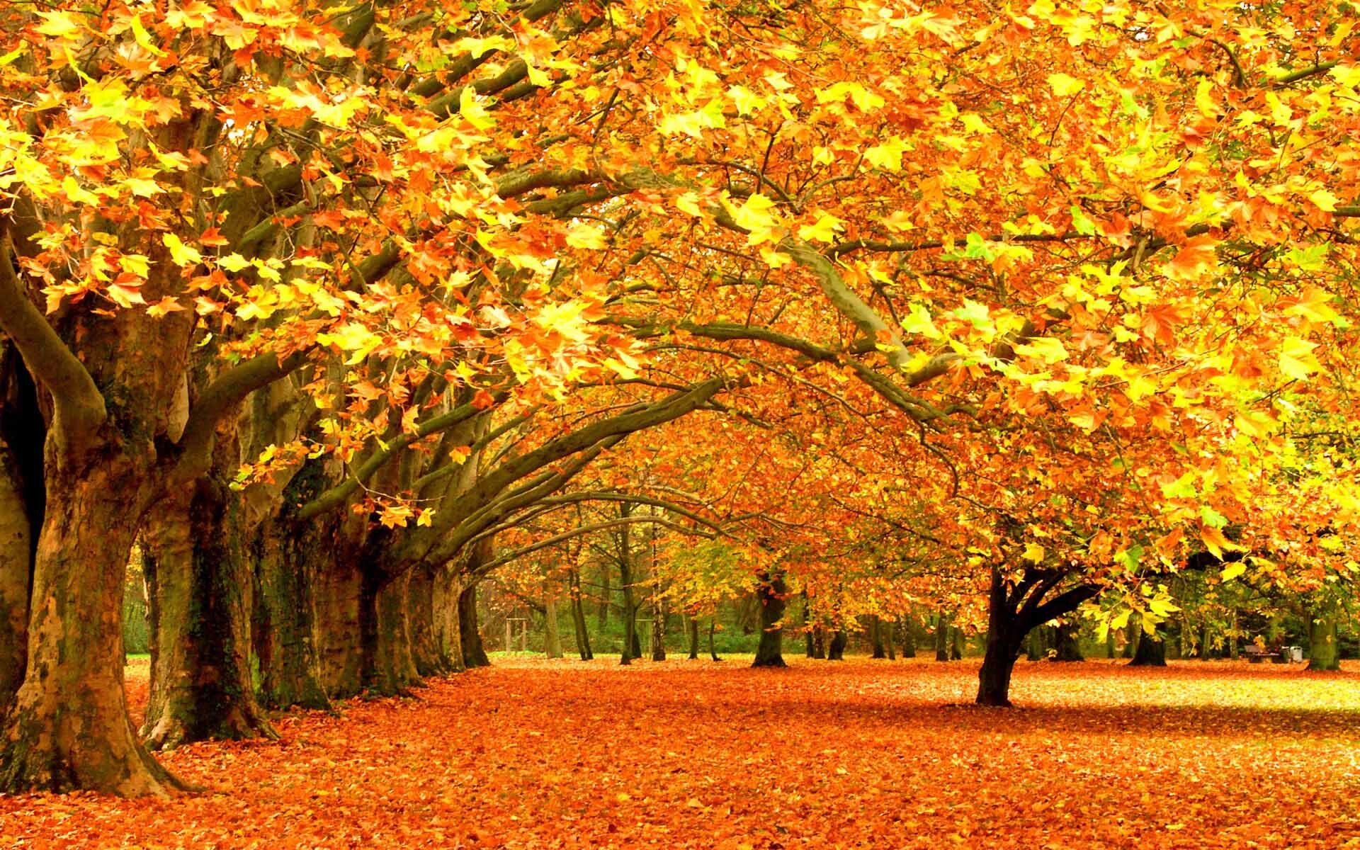 Fall_1